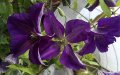Clematis Jackmanii (Клематис Джакмани), снимка 3