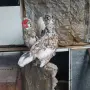 Продавам джинки, снимка 3