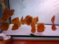 Дискуси млади риби. , снимка 6