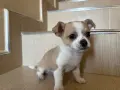 Чистокръвни чихуахуа, снимка 2