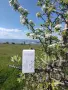 Daily Wellness от Natuir - енергия, баланс и дълголетие. Геропротектор без аналог, снимка 3