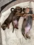 🐾 Породисти дакелчета – 3 женски и 1 мъжко 🐾, снимка 5