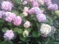 хортензия, снимка 1 - Градински цветя и растения - 40894694