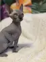 Канадски сфинкс момченце , снимка 1