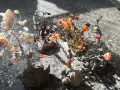 Дръвчета с минерали и фигури на животни, снимка 1