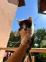Подарявам пет малки котенца!, снимка 5