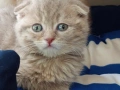 Шотландски клепоухи котенца, снимка 10