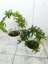 Китайска роза, Индрише, Пасифлора, Индрише , снимка 14