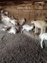 Продавам стадо кози  , снимка 1 - Кози - 41865519
