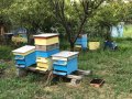 Кошери с пчелни семейства Дадан-Блат, снимка 1 - За пчели - 41457956