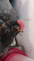 Продавам пилета и млади петлета , снимка 1 - други­ - 44839153