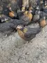Ярки супер харко , снимка 1