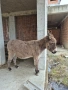 продавам женско магаре, снимка 1