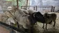 Продавам прасета 50-70 кг и ОвЦЕ, коч, снимка 4