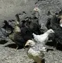 Пиленца Легбар и Амераукана на два месеца, снимка 3