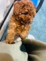 Мини Той пудел , снимка 2
