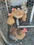 Продавам кокошки носачки на 8 месеца , снимка 2