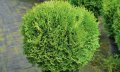 Туя западна Tiny Tim (Thuja occidentalis Tiny Tim) - кълбовидна , снимка 2
