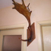 Рог от елен лопатар, снимка 2 - Декорация за дома - 44638359