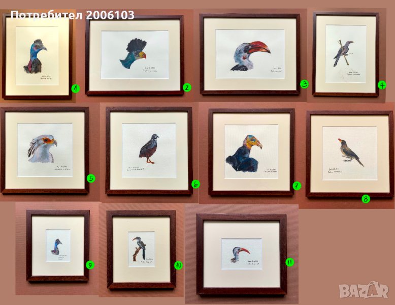 Картини - научни илюстрации на птици, снимка 1
