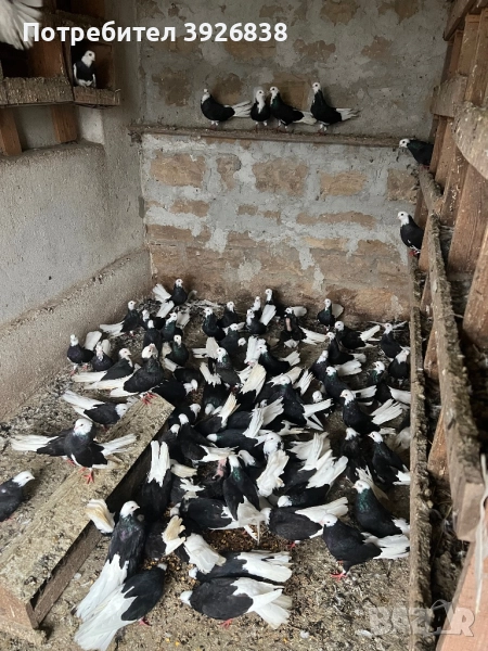 Продавам Белослатински преметачи, снимка 1