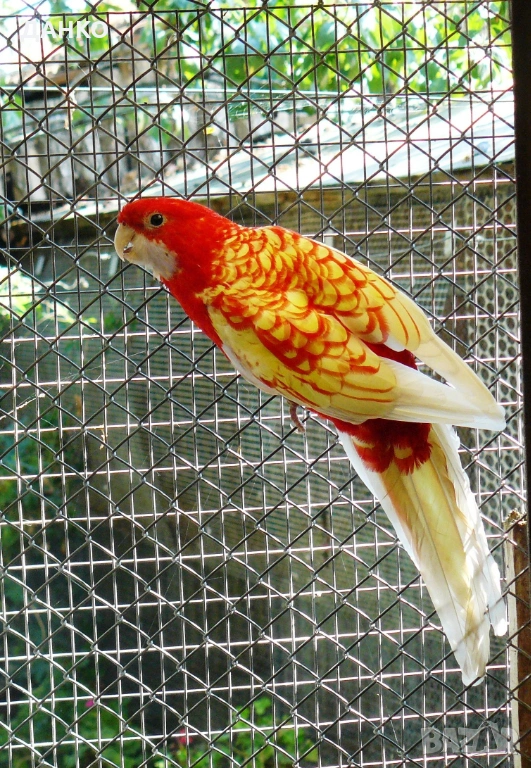 ПРОДАВАМ ПОСЛЕДНИ ПЕНАНТОВИ  РОЗЕЛИ / 2025 г., снимка 1