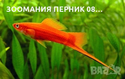 Декоративни рибки - Риби Хелер - ЛИЧНО ПЕРНИК, снимка 1
