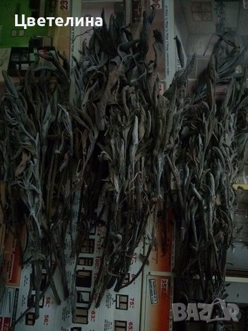 Салвия-стрък, снимка 1