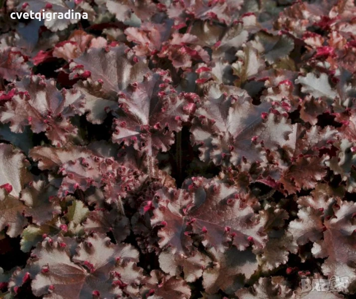 Heuchera americana ‘Melting Fire’ (Хойхера Коралови камбани), снимка 1