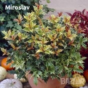 Османтус Триколор-(Osmanthus'Goshiki') в Градински цветя и растения в ...
