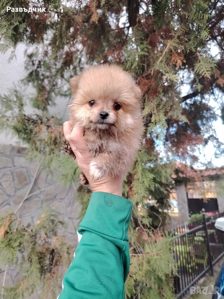 Мини-шпиц померан бебета, снимка 1