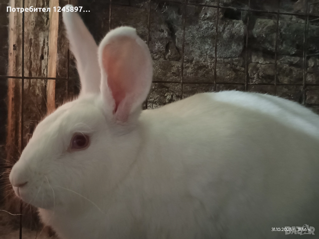 Зайци Цика две заплодени зайкини и един мъжки , снимка 1