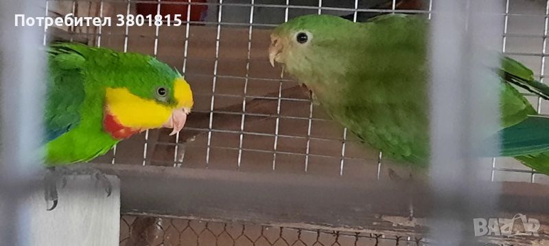 Барабанди папагали, снимка 1