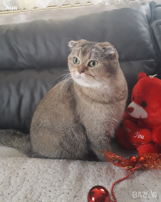 ТОП НОВОГОДИШНА ЦЕНА ШОТЛАНДСКА ЗЛАТНА ЧИНЧИЛА, снимка 1