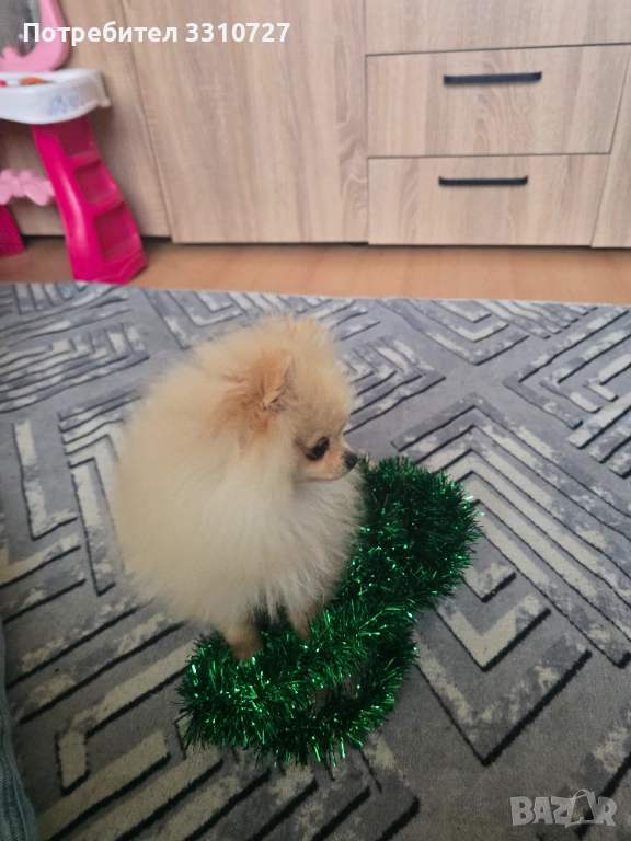 Женски померан на 5 месеца, снимка 1