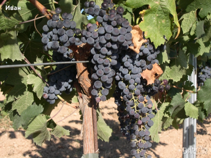 грозде Мерло с.Брестовица Пловдивско, снимка 1