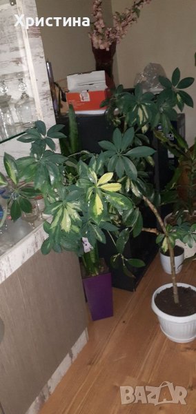 Шафлера 110см., снимка 1