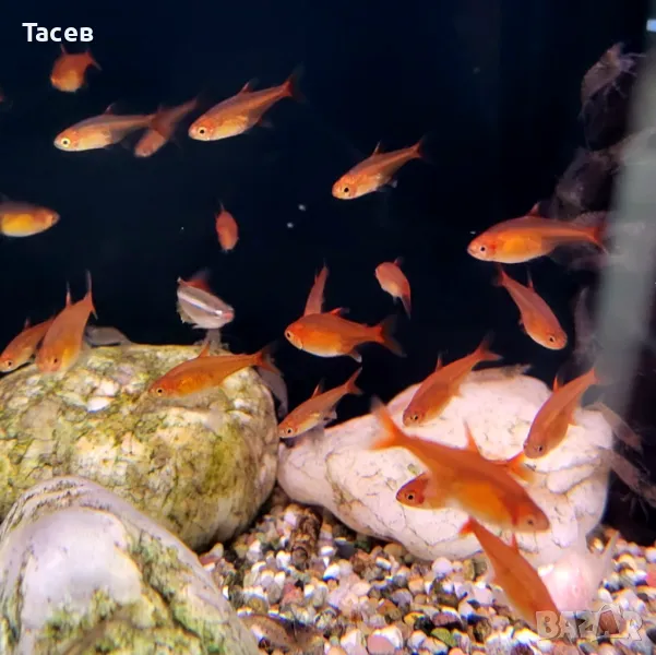 Ембер тетра, снимка 1