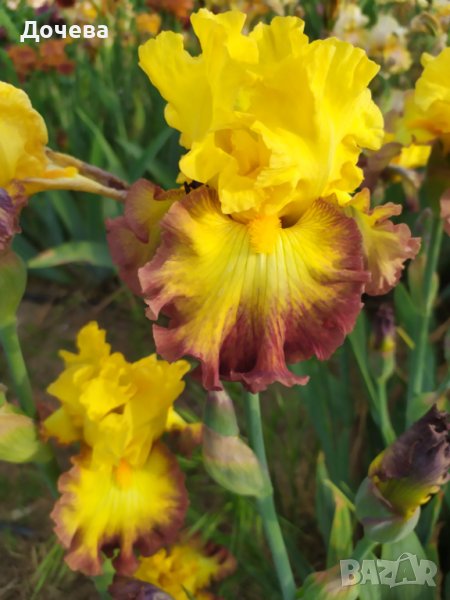 ризоми от сортови брадати ириси, снимка 1