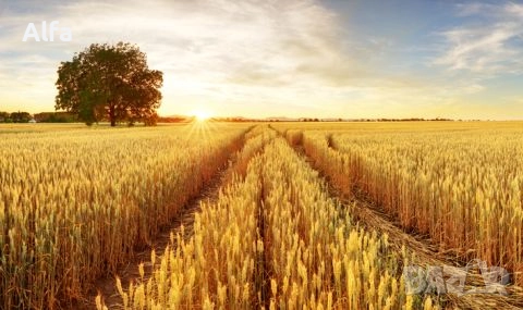 продавам обработваеми земеделски земи, снимка 1