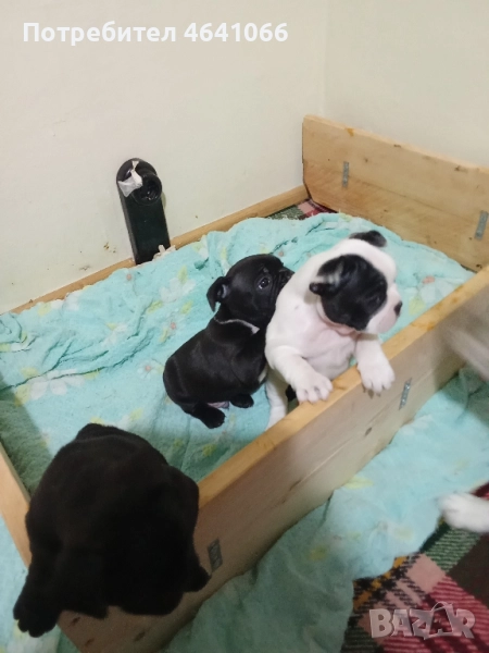френски булдочета , снимка 1