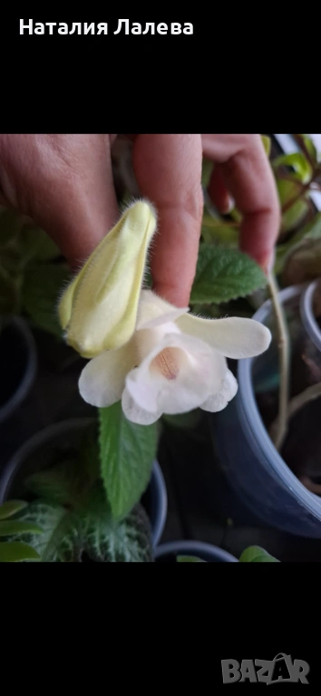 Синингия, sinningia Isa’s sherbet lemon, снимка 1