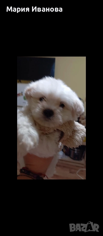 Малтийска болонка , снимка 1