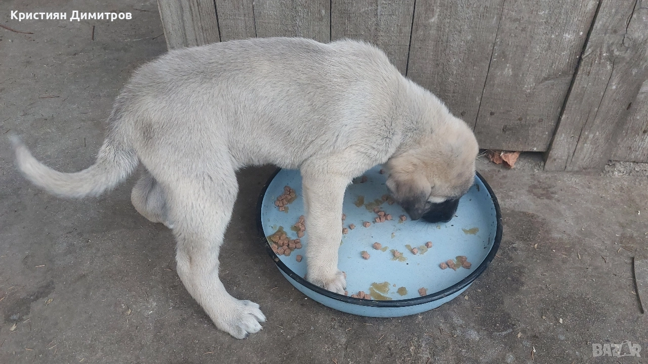 Продавам мъжко кангалче , снимка 1