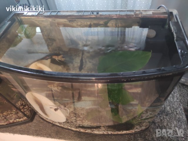 Аквариум, снимка 2 - Аквариуми - 42060992