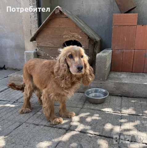 Кокер шпаньол мъжки