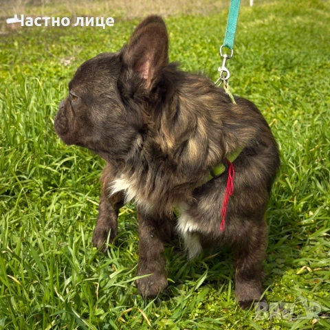 Fluffy french bulldog за разплод , снимка 5 - Търси партньор - 53666635