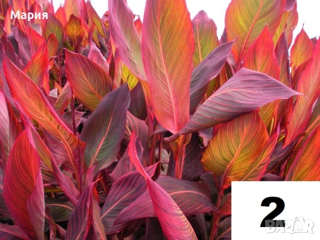 Канна Щутгард,Претория,Дурбан