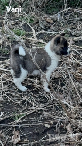 Америкаска акита , снимка 12 - Акита - 53493494