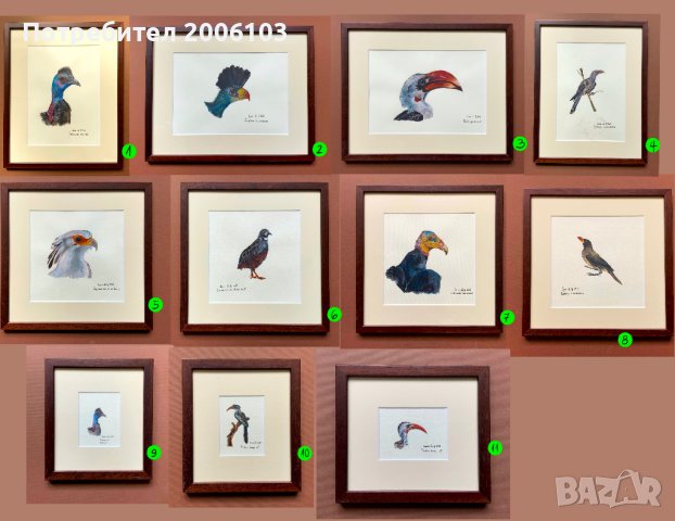 Картини - научни илюстрации на птици, снимка 1